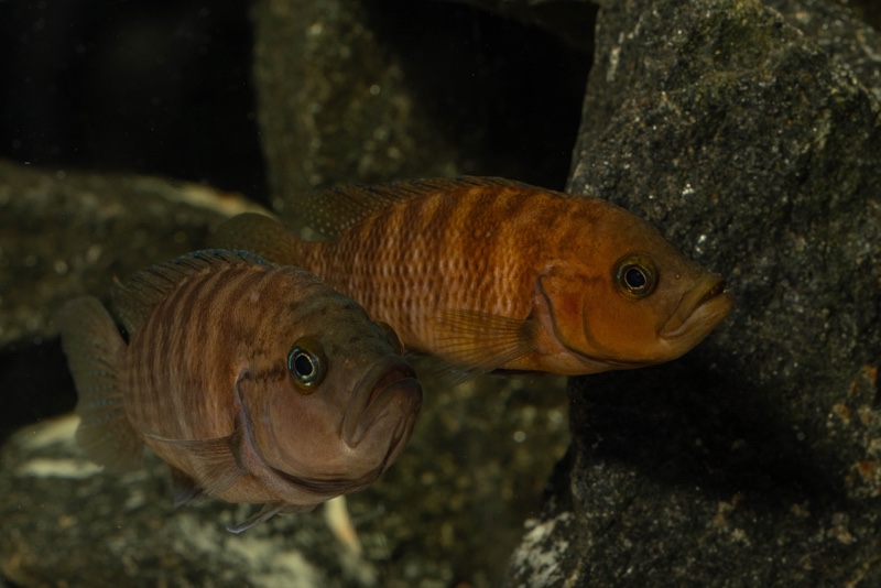 Neolamprologus obscurus 'Kantalamba'